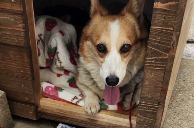 犬小屋　屋外