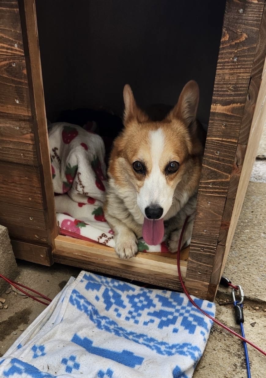 犬小屋　屋外