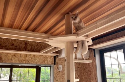 猫ちゃん部屋