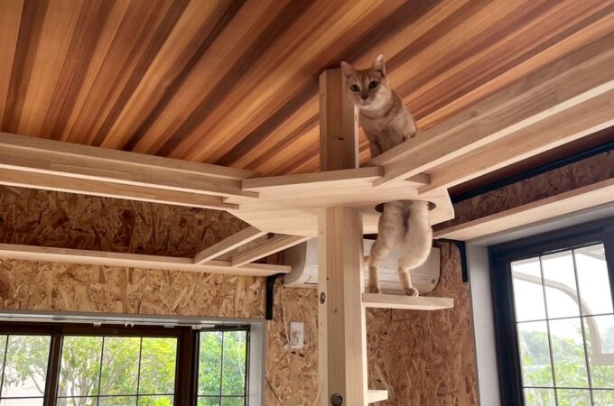 猫ちゃん部屋