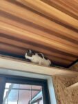 猫ちゃん部屋